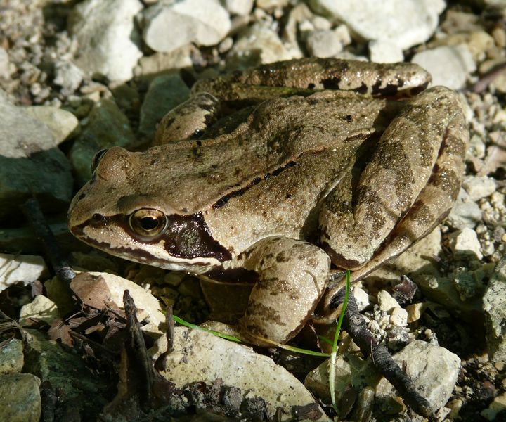 Grasfrosch