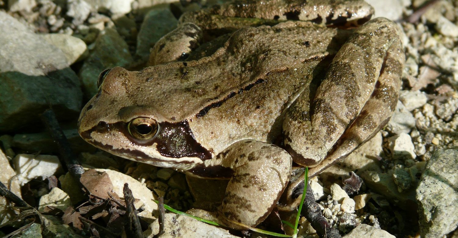 Grasfrosch