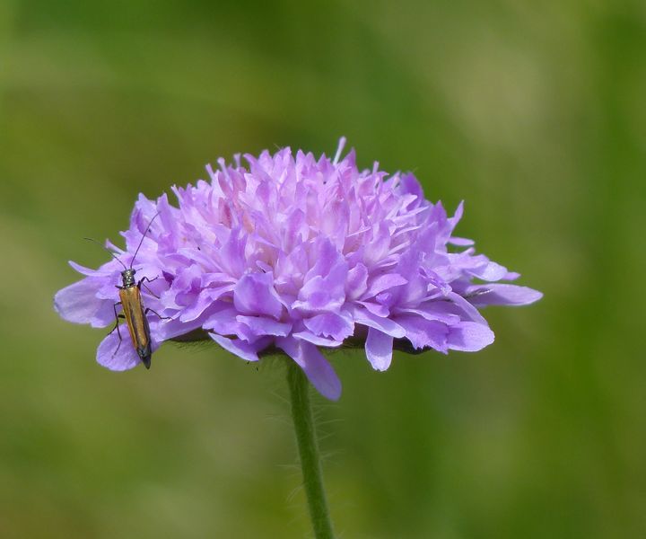 Acker-Witwenblume