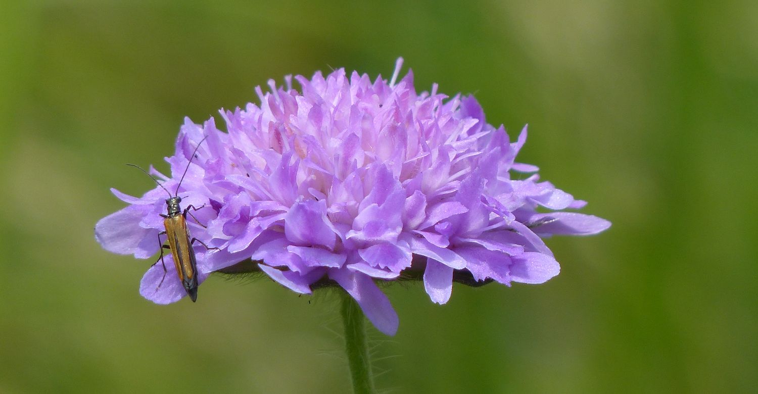 Acker-Witwenblume