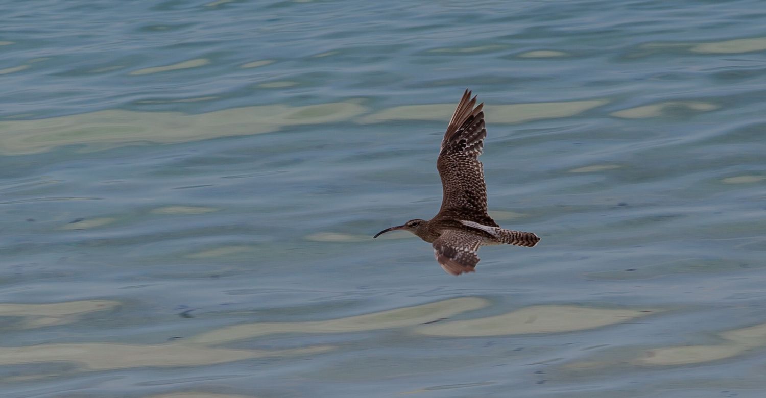 Großer Brachvogel