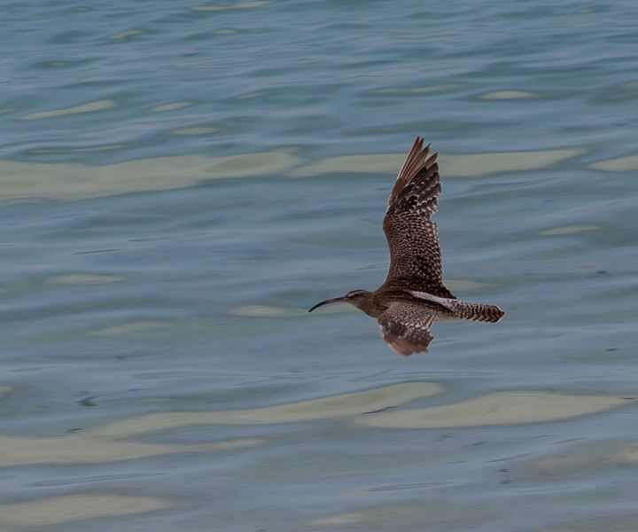 Großer Brachvogel