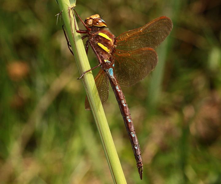 Braune Mosaikjungfer