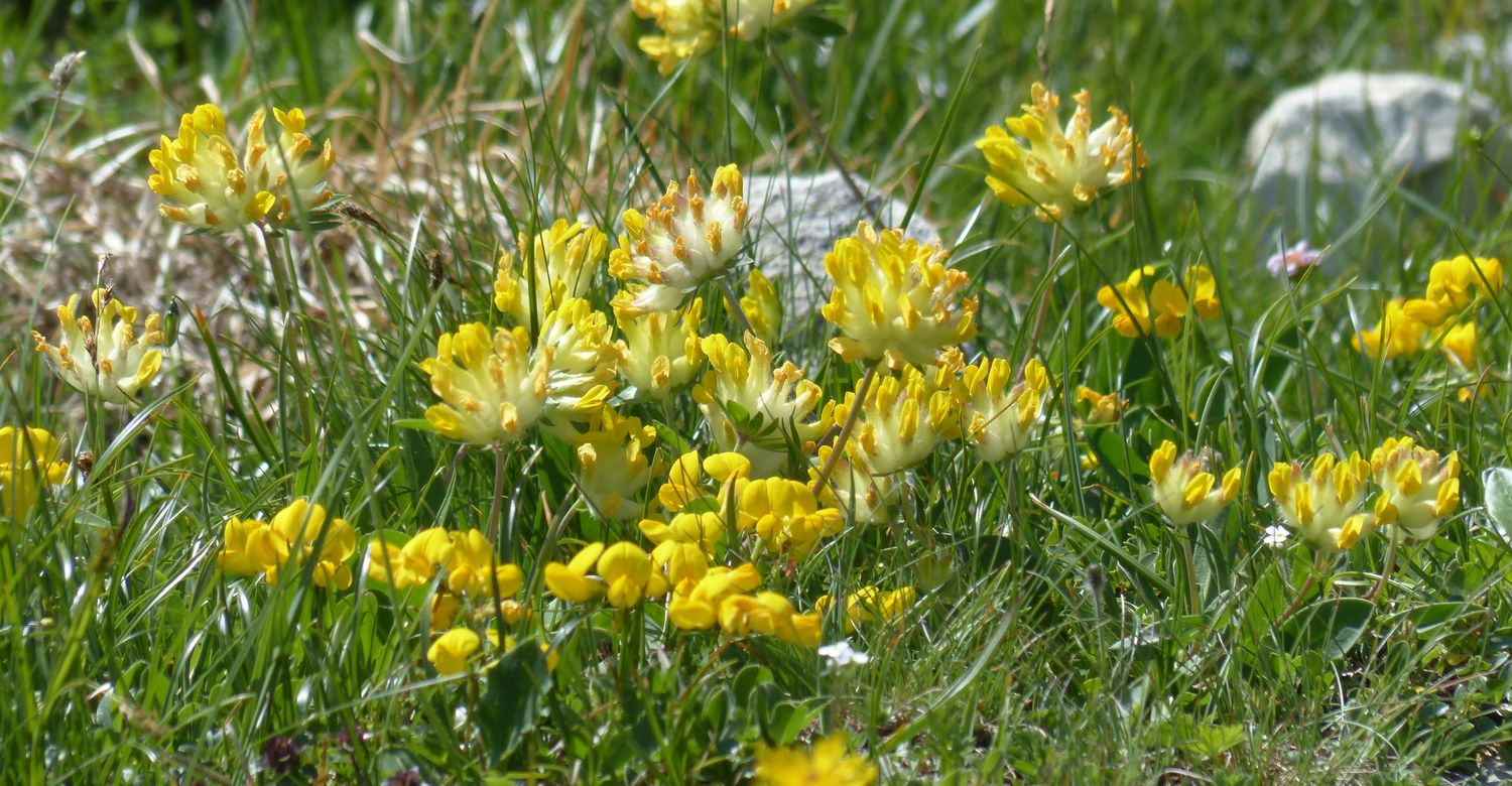 Gewöhnlicher Wundklee