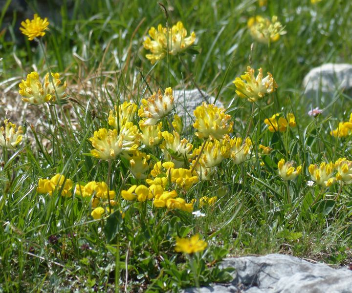 Gewöhnlicher Wundklee