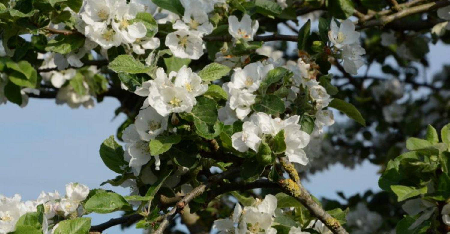 Wildapfelblüte