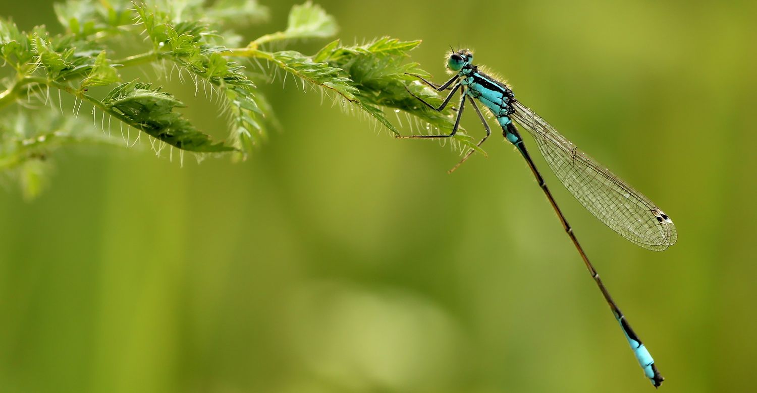 Kleine Pechlibelle