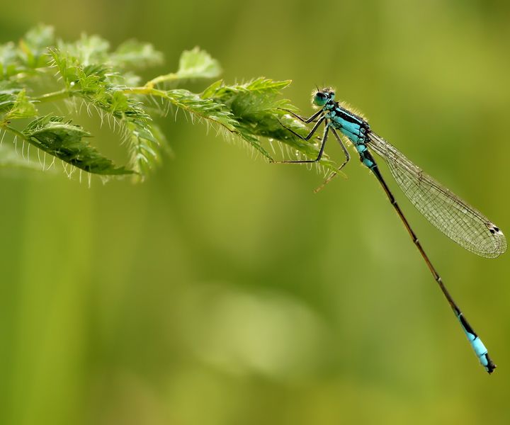 Kleine Pechlibelle