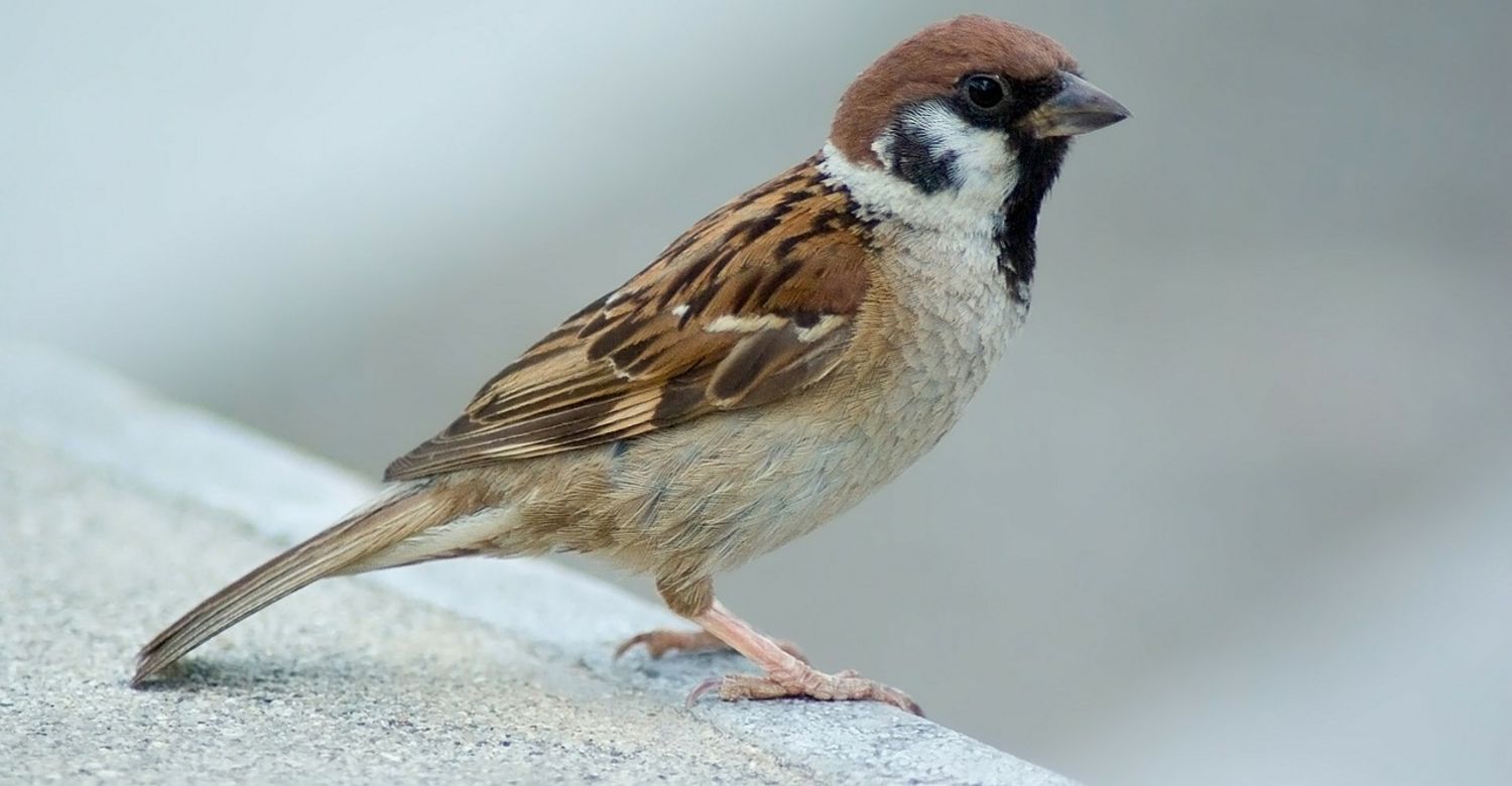Feldsperling