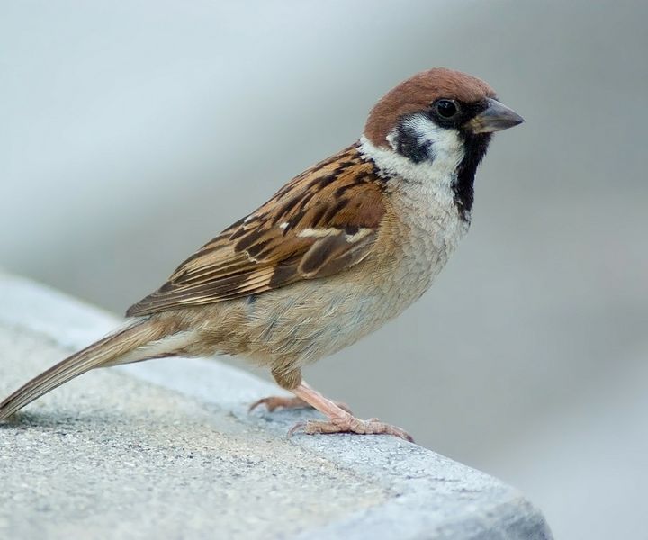 Feldsperling