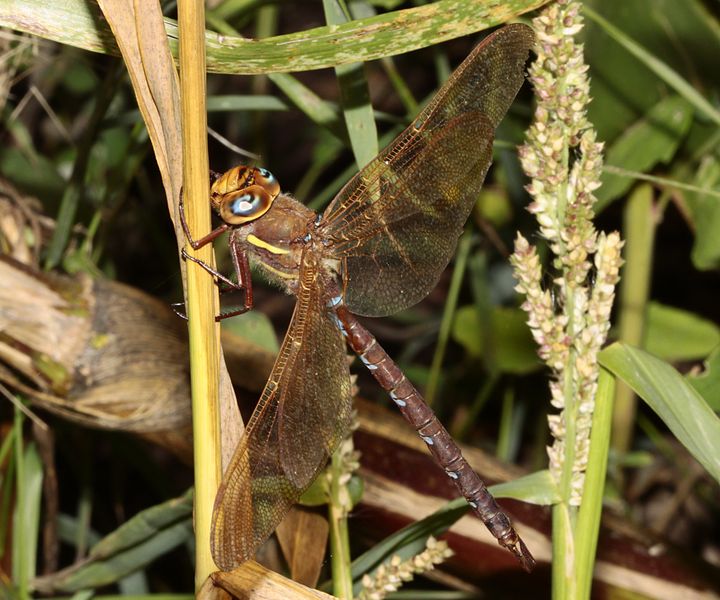 Braune Mosaikjungfer
