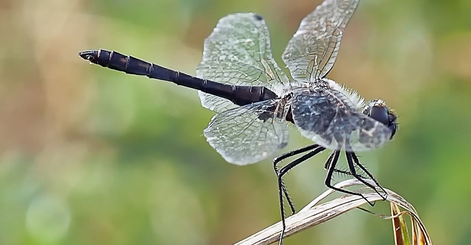 Schwarze Heidelibelle