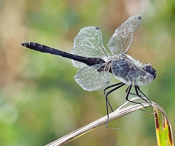 Schwarze Heidelibelle