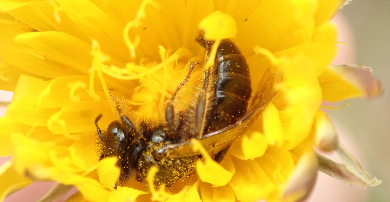 Kleine Zottelbiene