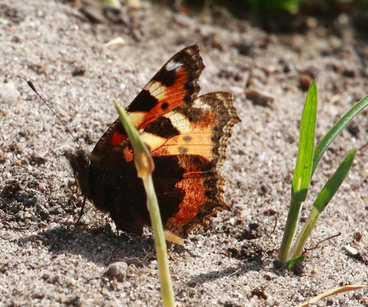 Kleiner Fuchs