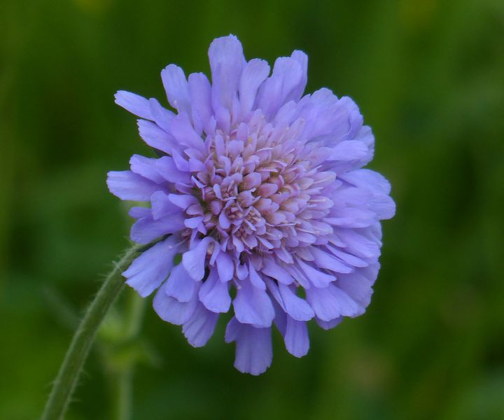 Acker-Witwenblume
