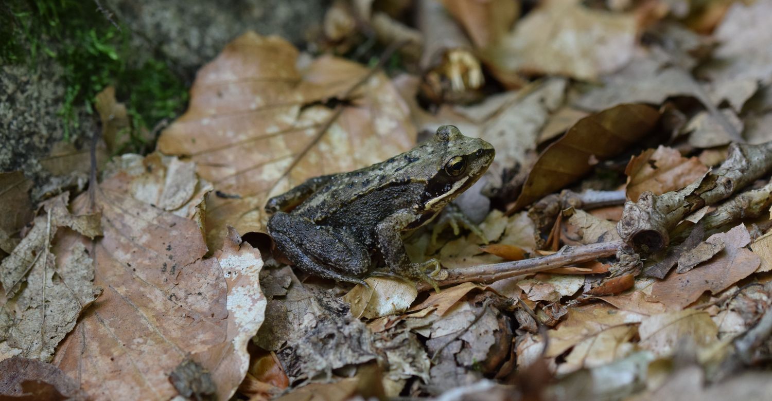 Moorfrosch
