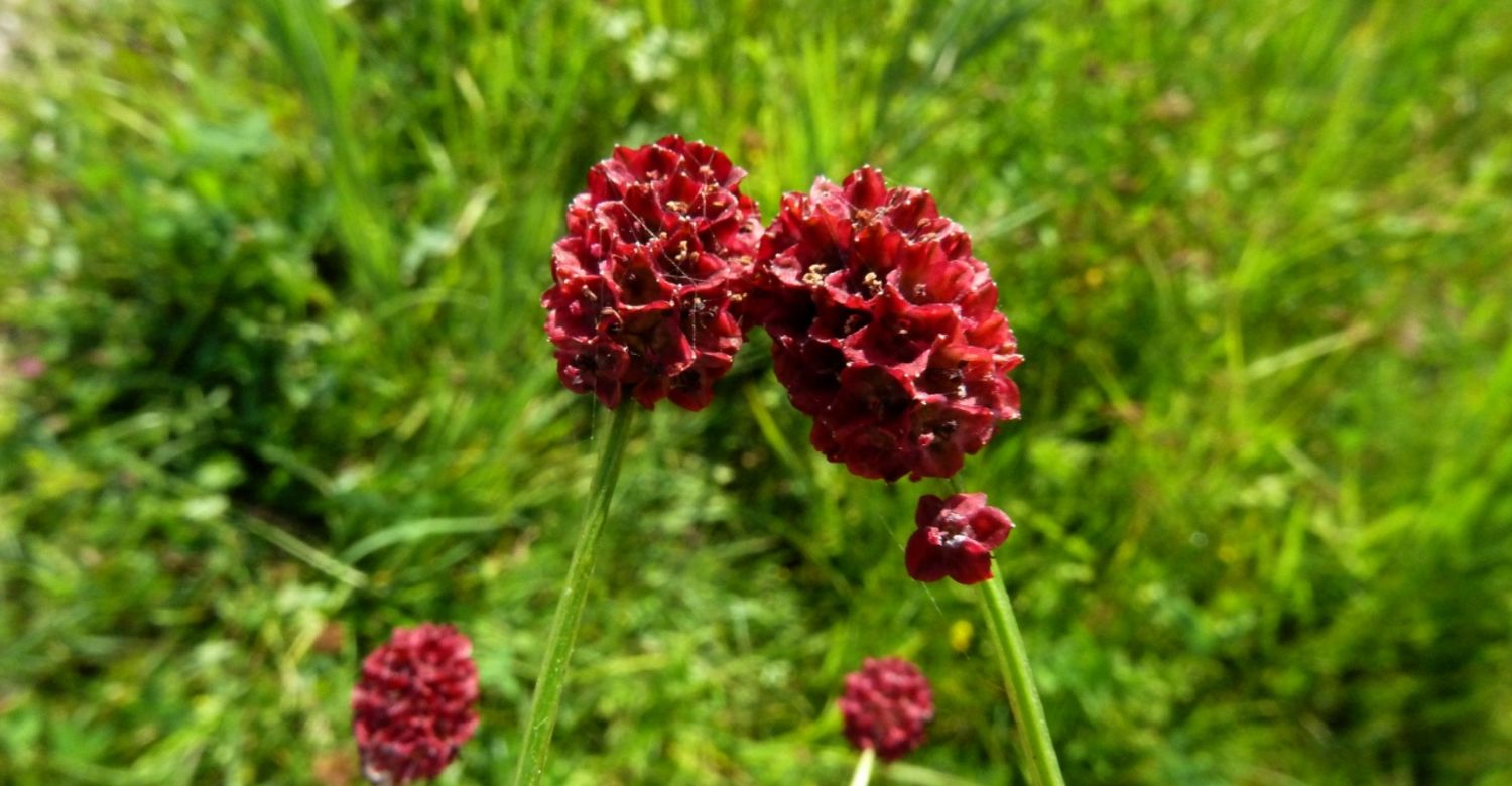 Großer Wiesenknopf