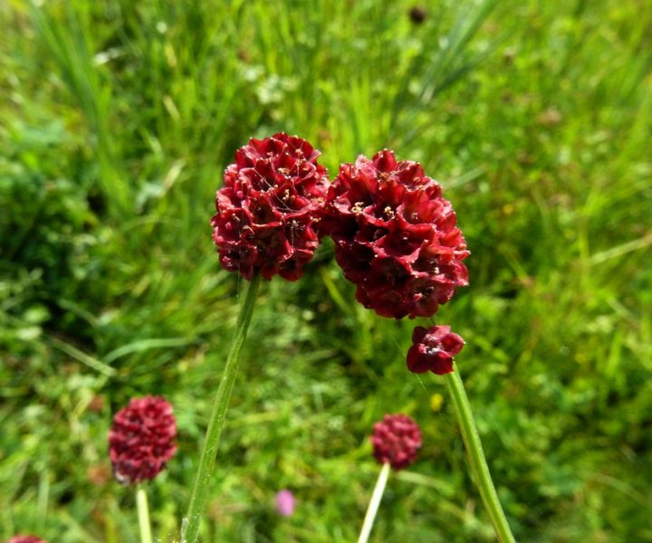 Großer Wiesenknopf