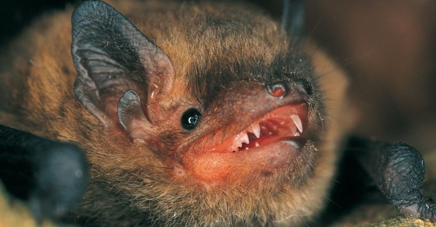 Mückenfledermaus