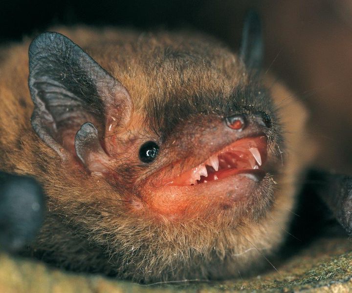 Mückenfledermaus