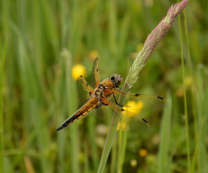 Vierflecklibelle