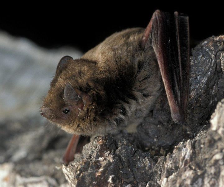 Rauhautfledermaus