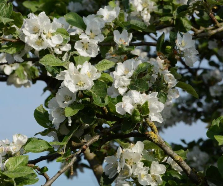 Wildapfel