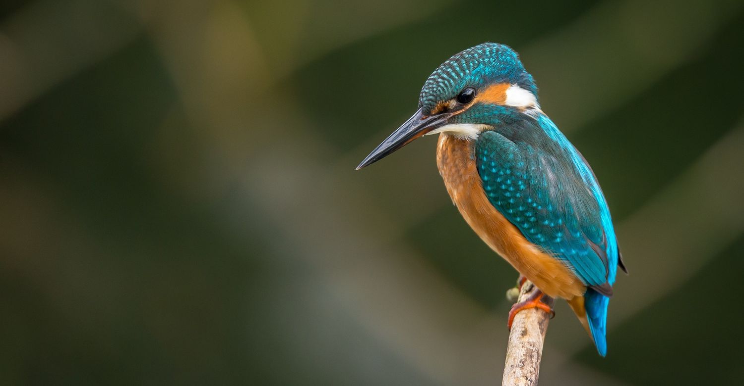 Eisvogel