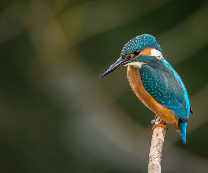 Eisvogel