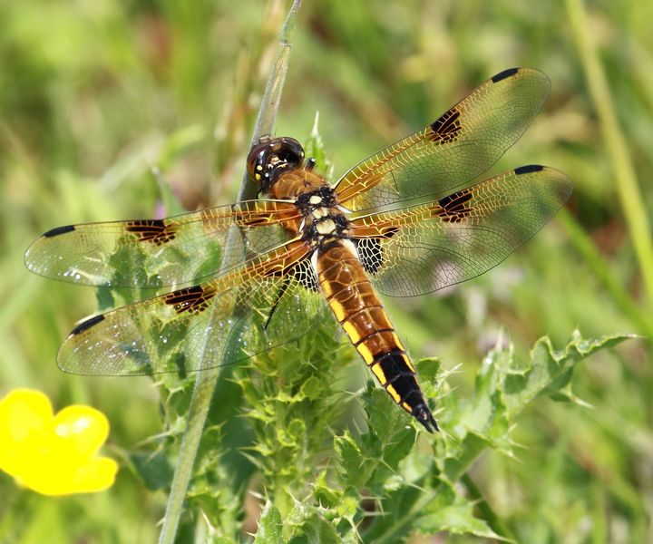 Vierflecklibelle