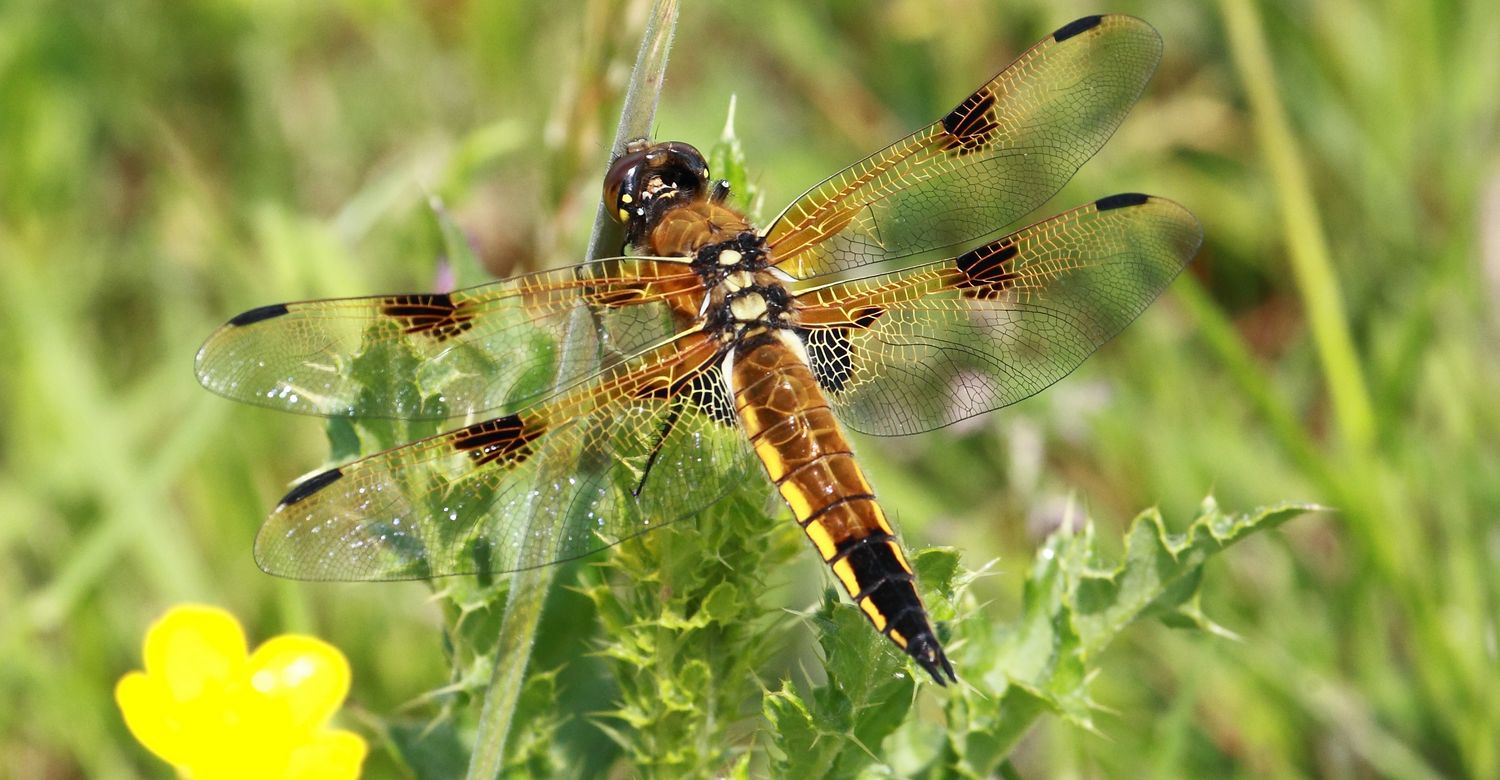 Vierflecklibelle