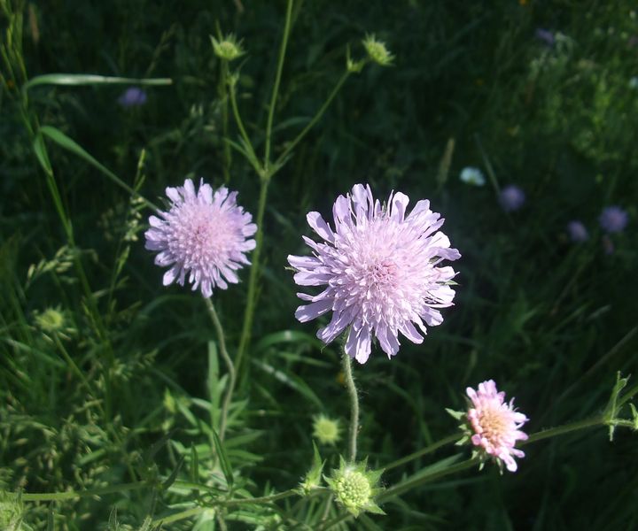 Acker-Witwenblume