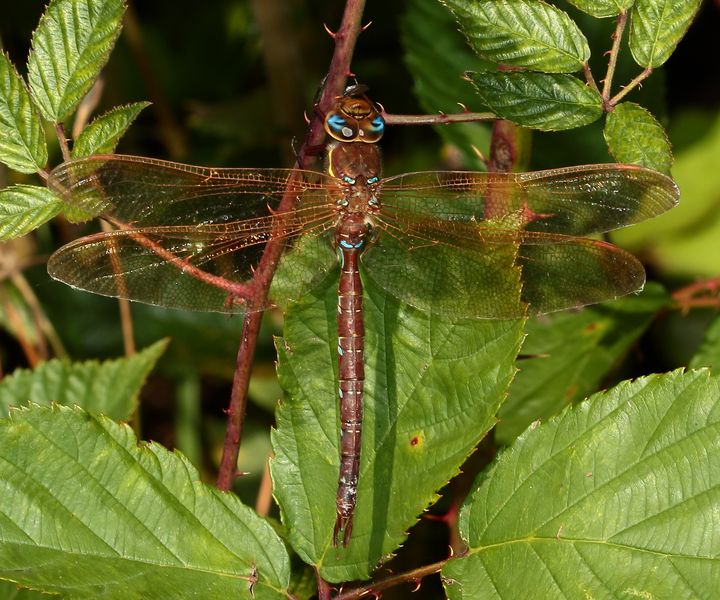 Braune Mosaikjungfer