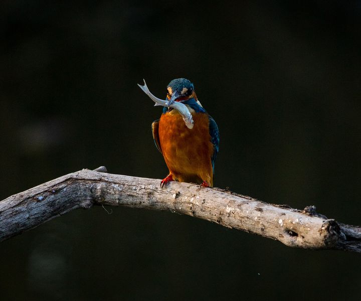 Eisvogel